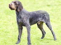 German Wirehaired Pointer thumbnail